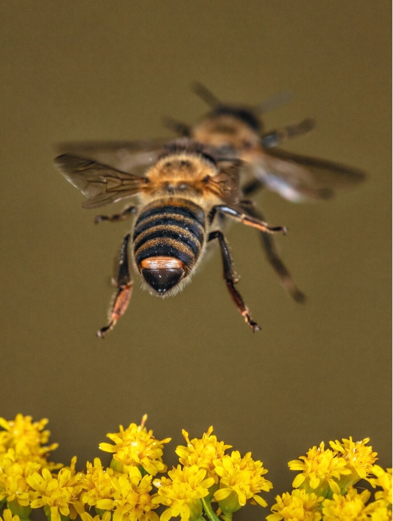 Abejas melíferas